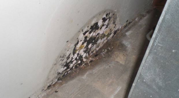 get-rid-of-mold-problem--louisville-ky