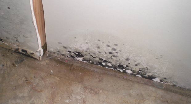 remove-mold-in-basement--louisville-ky